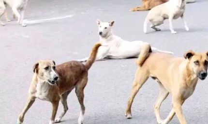 खंडवा में मासूम पर कुत्तों का हमला, 6 डॉग्स ने 50 मीटर तक घसीटा