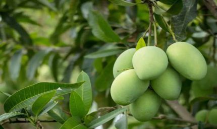 यूपी में आम की खेती में बड़ा बदलाव, छोटे पेड़ों और सघन बागवानी पर जोर