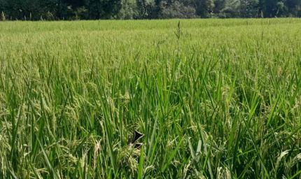 सरायकेला-खरसावां में बढ़ा गरमा धान का रकबा, किसानों में दिखा उत्साह