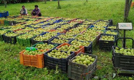 जशपुर की नाशपाती से बढ़ रही किसानों की आमदनी, 3,500 से अधिक कृषक जुड़े फल उत्पादन से