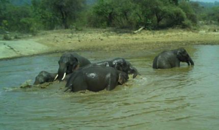 कलेसर नेशनल पार्क में भीषण गर्मी के बीच हाथियों की मस्ती, तालाबों में घंटों बिताया समय