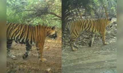 राजस्थान के रणथंभौर में बढ़ा बाघों का संघर्ष, RBT-2504 और RBT-2510 गायब