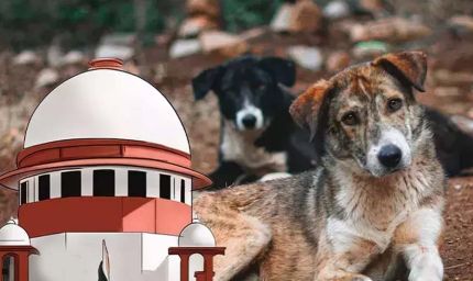 आवारा कुत्तों पर SC के आदेश से बढ़े सवाल, क्या शहरों में पर्याप्त शेल्टर मौजूद हैं?
