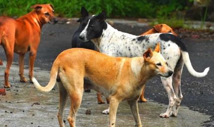 भोपाल में आवारा कुत्तों का आतंक, रोज 81 लोग डॉग बाइट का शिकार; सुप्रीम कोर्ट सख्त