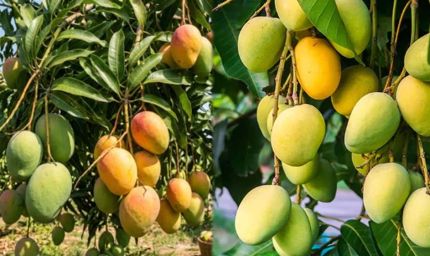 MP का खास आम 3 हजार रुपए किलो, स्वाद ऐसा कि विदेशों में भी जबरदस्त मांग