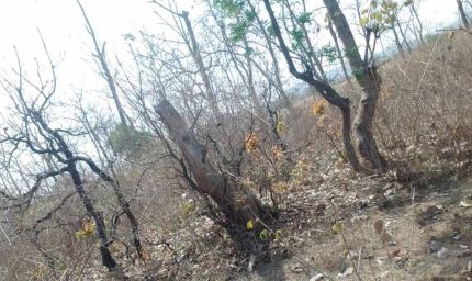 116 एकड़ जंगल पर चला कुल्हाड़ा, रेवाडीह में बेशकीमती पेड़ों की कटाई से हड़कंप