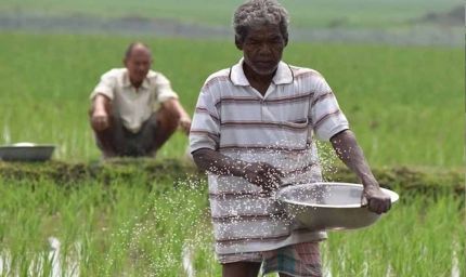 हरियाणा के किसानों को बड़ा तोहफा, धान की सीधी बिजाई पर मिलेंगे 4500 रुपए