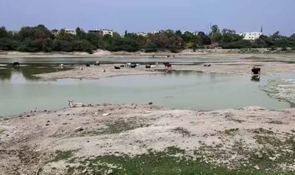 संजय झील में सैकड़ों मछलियों की मौत, पानी की आपूर्ति बाधित होने से बिगड़ा हालात