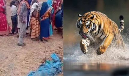 बांधवगढ़ में खूनी बाघ का आतंक! घर में घुसकर महिला को मार डाला, 3 परिजन घायल