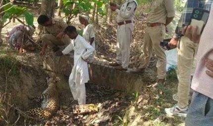 बलरामपुर में दर्दनाक हादसा: तार में फंसकर मादा तेंदुए की मौत, वन विभाग जांच में जुटा