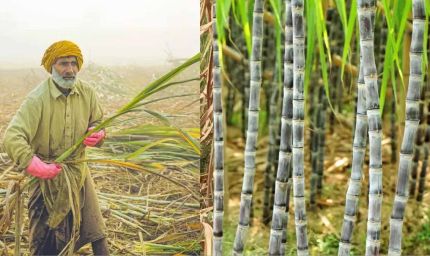 बिहार में गन्ना किसानों को बड़ी राहत, 99.14% भुगतान पूरा