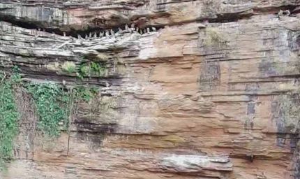 प्रदेश व्यापी ग्रीष्मकालीन गिद्ध गणना 2026-27 हुई ऑनलाइन गिद्ध गणना में लगभग 10 हजार 742 गिद्ध पाये गये