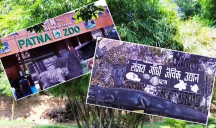 पटना जू में आने वाला है सिंगापुर से दो-सिंग वाला सफेद गैंडा, एक्सचेंज प्रोग्राम पर तैयारी