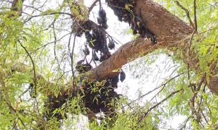 छत्तीसगढ़ में गर्मी का कहर, हीट स्ट्रोक से 500 से ज्यादा चमगादड़ों की मौत