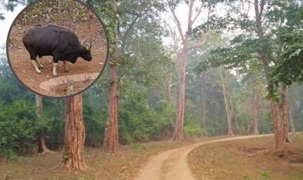 भीषण गर्मी से तप रहा पलामू टाइगर रिजर्व, सूखे जलस्रोत और बढ़ा संकट