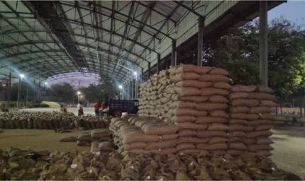MP में रिकॉर्ड गेहूं खरीदी! 13.36 लाख किसानों से 103 लाख मीट्रिक टन उपार्जन