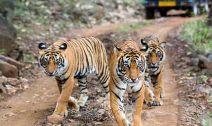 पेंच टाइगर रिजर्व में पेंच एडवांस वार्निंग सिस्टम से होगी वन्यजीव संरक्षण की निगरानी