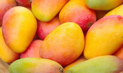 Japan Mango Ban: जापान ने भारतीय आमों पर लगाया बैन, जानिए वहां किस आम की सबसे ज्यादा डिमांड