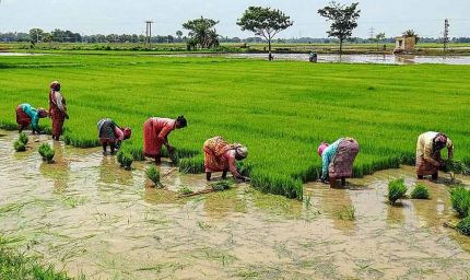 एक लाख हेक्टेयर में धान का लक्ष्य, सरायकेला में खरीफ खेती की शुरुआत