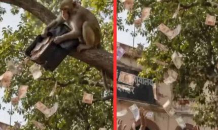 बुलंदशहर में ‘नोटों की बारिश’: बंदर ने दो लाख रुपये का बैग पेड़ से फाड़कर उड़ाए नोट