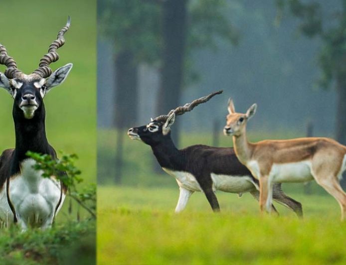 पारिस्थितिकी बहाली का छत्तीसगढ़ मॉडल - बारनवापारा में काले हिरणों की वापसी'