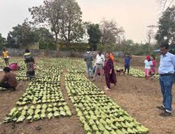 तेंदूपत्ता लक्ष्य पर प्रशासन सख्त: वन अधिकारियों ने फड़ों का किया औचक निरीक्षण