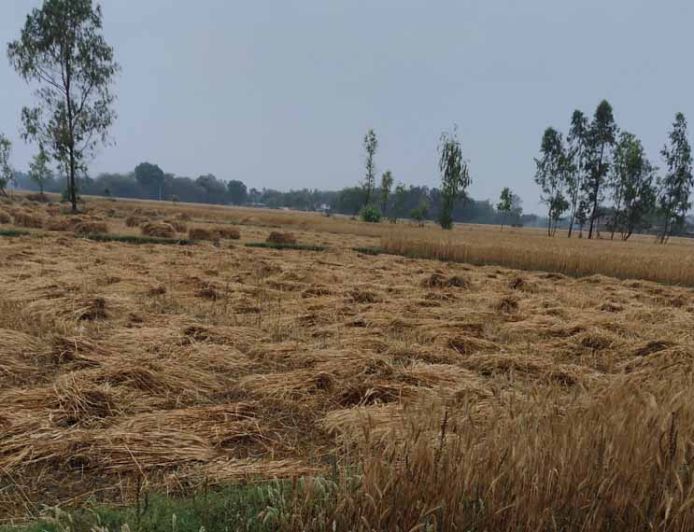 मुक्तसर में आंधी-बारिश का कहर: बिजली गुल, मंडियों में भीगी गेहूं की फसल