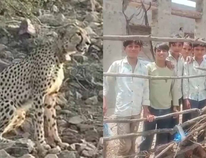 रणथंभौर में दहशत: चीता, बाघ और तेंदुए की मूवमेंट से ग्रामीण डरे