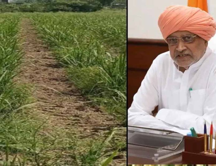 हरियाणा के गन्ना किसानों को बड़ा तोहफा: चौड़ी कतार रोपण पर ₹5000 प्रति एकड़ की सहायता