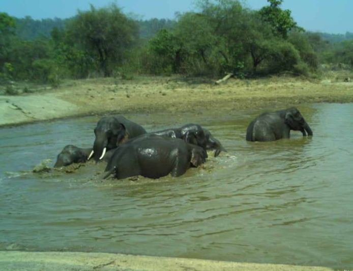कलेसर नेशनल पार्क में भीषण गर्मी के बीच हाथियों की मस्ती, तालाबों में घंटों बिताया समय