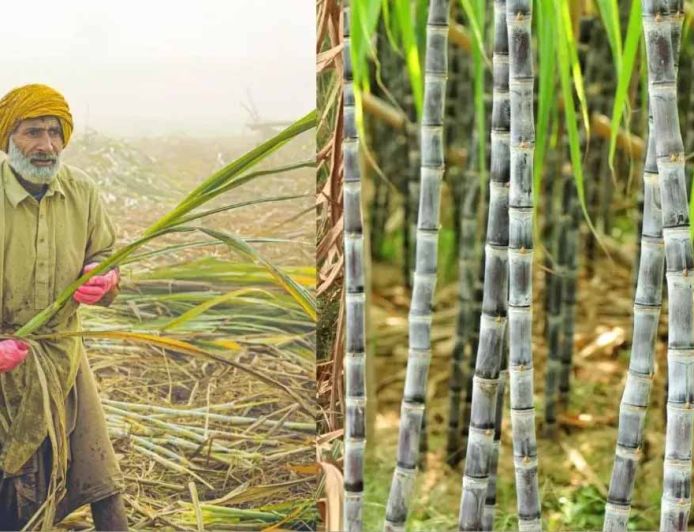 बिहार में गन्ना किसानों को बड़ी राहत, 99.14% भुगतान पूरा