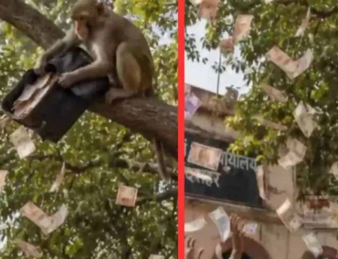 बुलंदशहर में ‘नोटों की बारिश’: बंदर ने दो लाख रुपये का बैग पेड़ से फाड़कर उड़ाए नोट