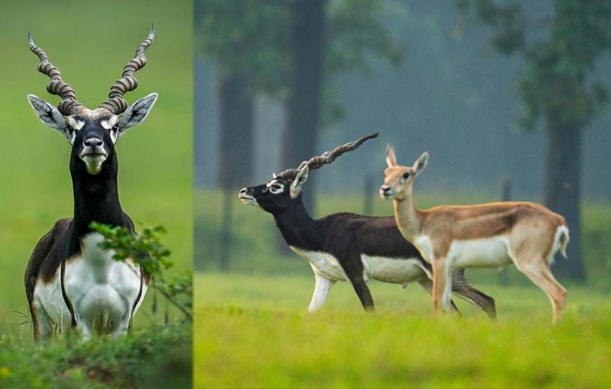 पारिस्थितिकी बहाली का छत्तीसगढ़ मॉडल - बारनवापारा में काले हिरणों की वापसी'