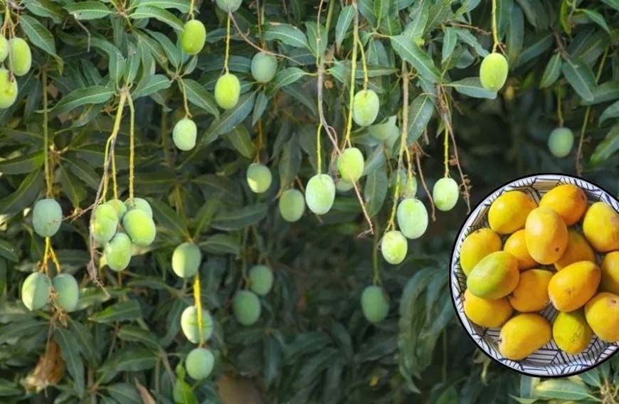 आम मौसम नहीं रहेगा खास, हर दो दिन में बदलाव, आंधी, बारिश और गर्मी से फसलें प्रभावित