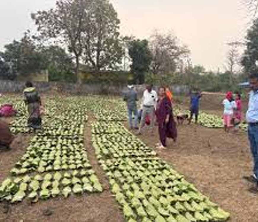 तेंदूपत्ता लक्ष्य पर प्रशासन सख्त: वन अधिकारियों ने फड़ों का किया औचक निरीक्षण