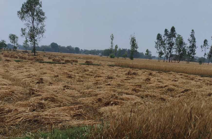 मुक्तसर में आंधी-बारिश का कहर: बिजली गुल, मंडियों में भीगी गेहूं की फसल