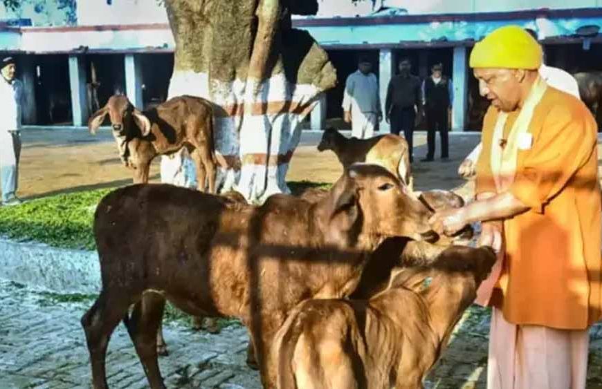 यूपी में गोशालाओं को मिलेगा नया बिजनेस मॉडल, जैविक खेती पर जोर
