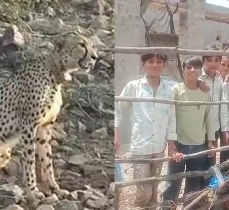 रणथंभौर में दहशत: चीता, बाघ और तेंदुए की मूवमेंट से ग्रामीण डरे