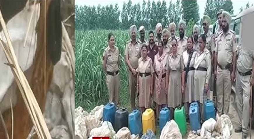 गुरदासपुर में अवैध शराब कारोबार पर बड़ी कार्रवाई, छापेमारी में भारी मात्रा में लाहन और शराब बरामद