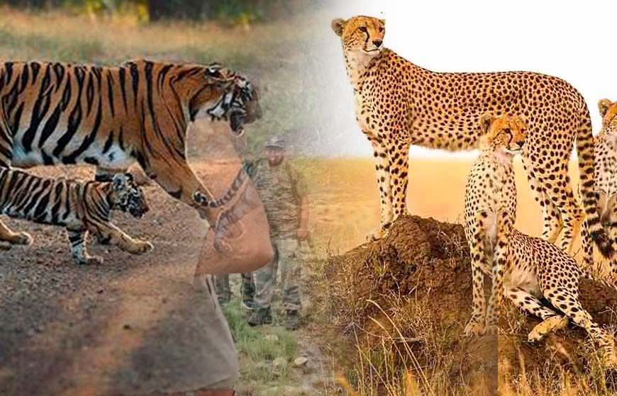 नौरादेही में टाइगर और चीता सुरक्षा के लिए पूर्व सैनिक होंगे जिम्मेदार, वन अपराध पर लगाम