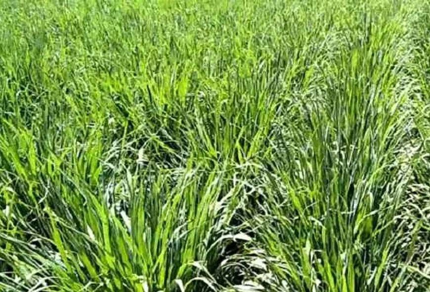 योगी सरकार ने नेपियर घास रूट स्लिप समेत हरे चारे के बीजों का किसानों-पशुपालकों को किया वितरण