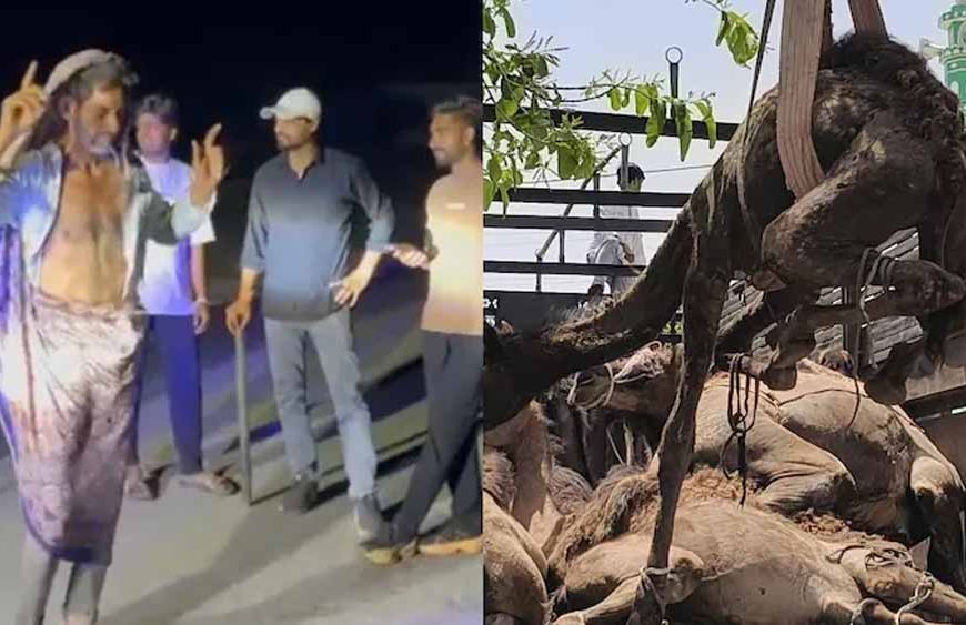 ऊंट तस्करी पर पुलिस और गौरक्षकों की बड़ी कार्रवाई, 21 ऊंट मुक्त और 2 गिरफ्तार