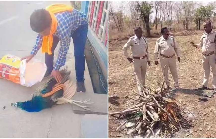 रतलाम में मोर की मौत पर उठे सवाल, बिना पोस्टमार्टम कर दी अंत्येष्टि