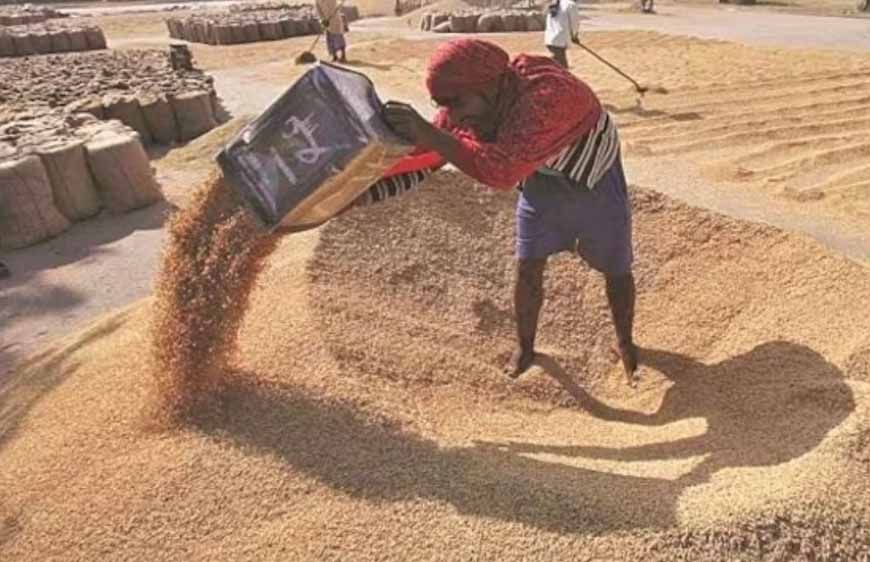 पंजाब में गेहूं लिफ्टिंग को लेकर अफवाह का खंडन, केंद्र ने बताया: 234 ट्रेनें भेजी गईं, उत्पादन कम