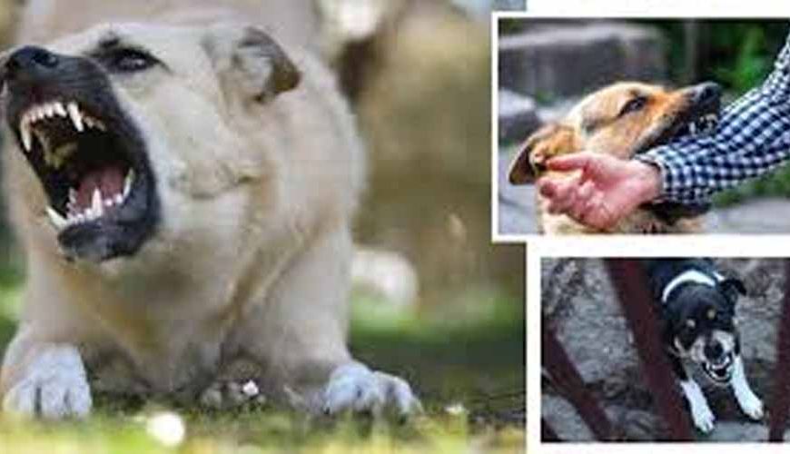 राजस्थान के डीग में आवारा कुत्तों का कहर, एक महीने में 3000 से ज्यादा लोग घायल