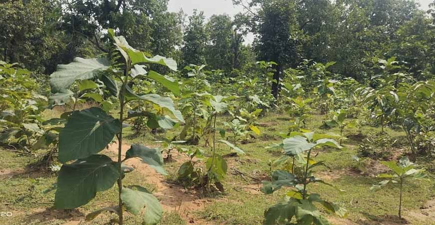 बिलासपुर में वन विकास निगम की हरित क्रांति