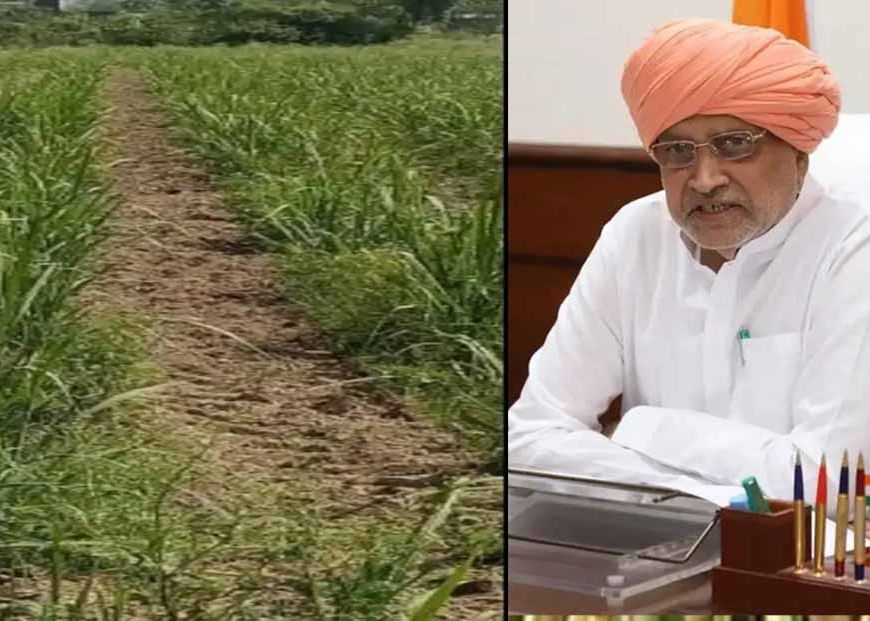 हरियाणा के गन्ना किसानों को बड़ा तोहफा: चौड़ी कतार रोपण पर ₹5000 प्रति एकड़ की सहायता