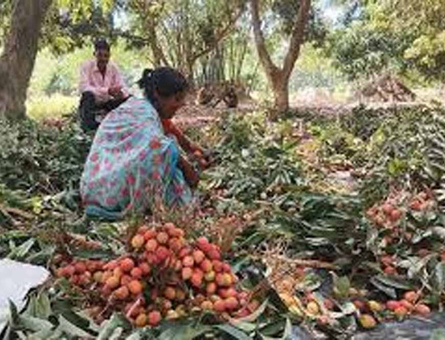 बिहार की लीची फसल को ‘स्टिंग बग’ से बचाने के लिए केंद्र सरकार ने बनाई विशेष टास्क फोर्स