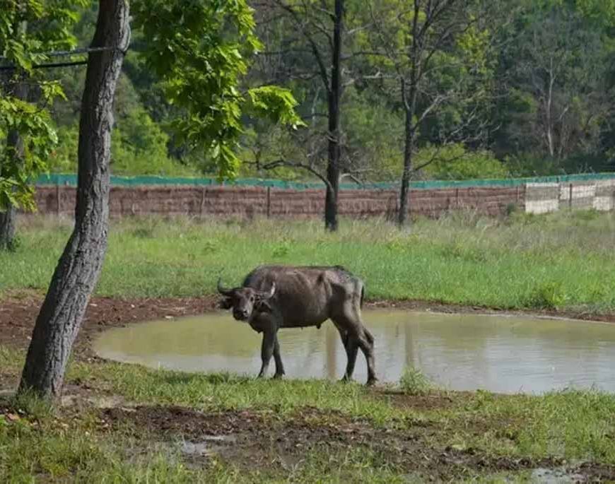 कान्हा में ‘जंगली भैंस’ की वापसी से हो रहा प्रदेश का वन्य वैभव समृद्ध