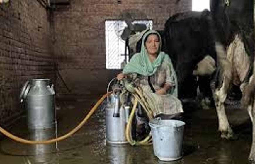 पिपरवार में 300 किसानों और महिला पशुपालकों ने बनाई नई प्रोड्यूसर कंपनी